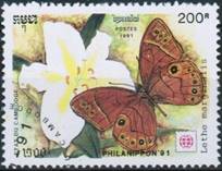 https://i.colnect.net/b/1549/498/Butterfly-Lethe-marginalis.jpg