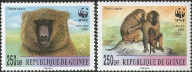 sos guinea two unlisted baboon   2000