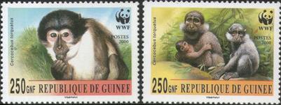 sos guinea two unlisted mangabey 2000