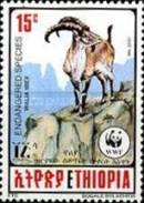 [Walia Ibex, type ARW]