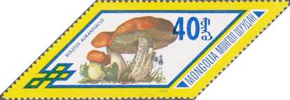 1978-Boletus-aurantiacus