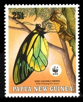 [Endangered Species - Queen Alexandra's Birdwing Butterfly, Scrivi UB]