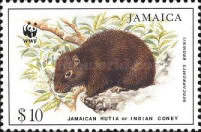 [Jamaican Hutia - Indian Coney, type AFE]