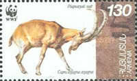[World Wildlife Found - Bezoar Ibex, Scrivi GC]