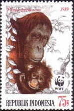 [Endangered Animals - The Orangutan, Scrivi AXB]