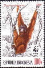 [Endangered Animals - The Orangutan, type AXC]