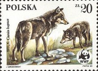 [Protected Animals - The Wolf, type CSU]