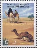 [Dromedary Camels, type OD]