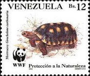 [Tortoises, type CZM]